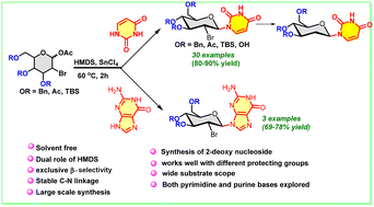Graphical abstract: Stereoselective synthesis of 2-deoxy-2-bromo-hexopyrano-β-nucleosides: solvent-free Lewis acid catalysis