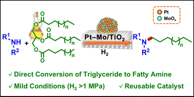 Graphical abstract: Reductive amination of triglycerides to fatty amines over a titanium oxide-supported Pt–Mo catalyst