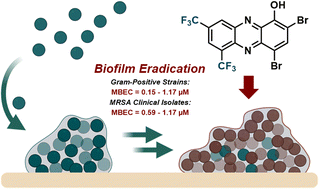 Graphical abstract: Identification of 6,8-ditrifluoromethyl halogenated phenazine as a potent bacterial biofilm-eradicating agent