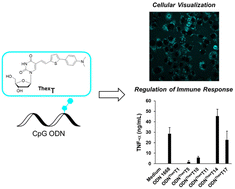 Graphical abstract: Fluorescent nucleobase analogue for cellular visualisation and regulation of immunostimulatory CpG oligodeoxynucleotides