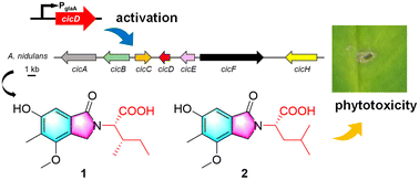 Graphical abstract: Overexpression of a pathway-specific transcriptional factor CicD leads to the discovery of new phytotoxins in Aspergillus nidulans
