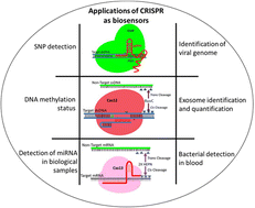 Graphical abstract: Next-generation CRISPR/Cas-based ultrasensitive diagnostic tools: current progress and prospects