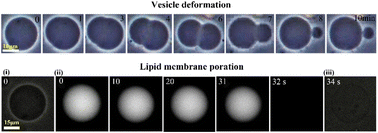 Graphical abstract: Interaction of anionic Fe3O4 nanoparticles with lipid vesicles: a review on deformation and poration under various conditions