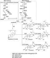 Graphical abstract: Construction, structural modification, and bioactivity evaluation of pentacyclic triterpenoid privileged scaffolds in active natural products