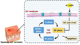 Graphical abstract: Gold nanoparticles synthesized from soil-derived Streptomyces sp. ASM19: characterization, antimicrobial, anticancer potency targeted G2/M phase cell-cycle arrest, and in silico studies