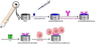 Graphical abstract: Direct detection of lymphoma cancer cells based on impedimetric immunosensors