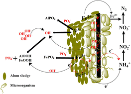 Graphical abstract: Alum sludge-driven electro-phytoremediation in constructed wetlands: a novel approach for sustainable nutrient removal