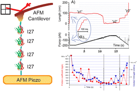 Graphical abstract: Viscoelasticity of a single poly-protein probed step-by-step during its mechanical unfolding and refolding under the force-clamp conditions