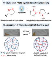 Graphical abstract: Photo-regulated disulfide crosslinking: a versatile approach to construct mucus-inspired hydrogels