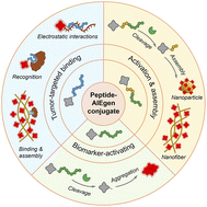 Graphical abstract: Activatable peptide–AIEgen conjugates for cancer imaging