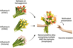 Graphical abstract: Nanocrystalline alloy-mediated delivery of mosaic epitope peptides for universal influenza vaccine