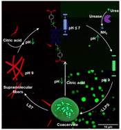 Graphical abstract: Bioinspired programmable coacervate droplets and self-assembled fibers through pH regulation of monomers