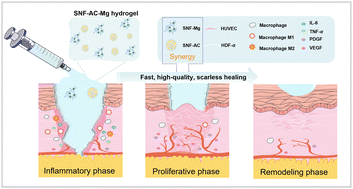 Graphical abstract: Accelerated scarless wound healing by dynamical regulation of angiogenesis and inflammation with immobilized asiaticoside and magnesium ions in silk nanofiber hydrogels