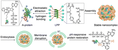 Graphical abstract: Guanidyl-rich α-helical polypeptide enables efficient cytosolic pro-protein delivery and CRISPR-Cas9 genome editing