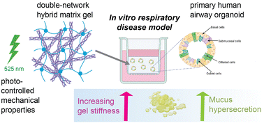 Graphical abstract: Does mechanobiology drive respiratory disease? Biomechanical induction of mucus hypersecretion in human bronchial organoids using a photocontrolled biomaterial gel