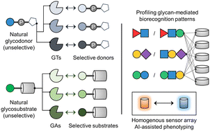 Graphical abstract: Decoding the function of the human glycome using chemical glycoprobes and glycosensor arrays