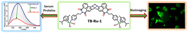 Graphical abstract: p-Cymene–Ru(ii)–organometallic conjugates based on ‘V-shaped’ 4-amino-1,8-naphthalimide Tröger's base scaffolds: synthesis, photophysics, bioimaging, and BSA/HSA binding studies