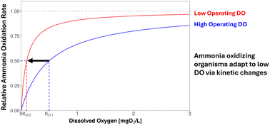 Graphical abstract: Ammonia oxidizer adaptation to low dissolved oxygen concentrations for biological nutrient removal – a review on oxygen affinity, dual-substrate limitation, and decay