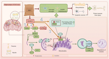 Graphical abstract: Ketogenic diet attenuates microglia-mediated neuroinflammation by inhibiting NLRP3 inflammasome activation via HDAC3 inhibition to activate mitophagy in experimental autoimmune encephalomyelitis