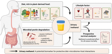 Graphical abstract: Integrating population-based metabolomics with computational microbiome modelling identifies methanol as a urinary biomarker for protective diet–microbiome–host interactions