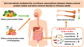 Graphical abstract: Gut microbiota mediated the curvilinear association between dietary animal protein intake and bone mineral density in Chinese adults