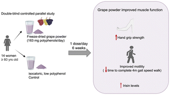 Graphical abstract: Daily consumption of polyphenol-rich grape powder improves muscle strength markers in postmenopausal women