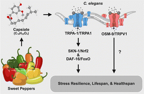 Graphical abstract: Non-pungent capsiate enhances longevity and healthspan in Caenorhabditis elegans via transient receptor potential (TRP) channels
