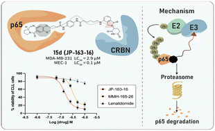 Graphical abstract: Design, synthesis and evaluation of pyrrolobenzodiazepine (PBD)-based PROTAC conjugates for the selective degradation of the NF-κB RelA/p65 subunit