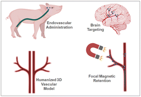 Graphical abstract: Endovascular administration and magnetic retention of nanocapsules for improved brain delivery in large cerebral vascular models
