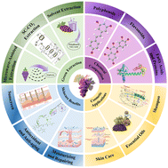 Graphical abstract: Recent advances in the extraction and skincare applications of grape by-product extracts