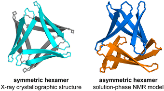 Graphical abstract: A β-hairpin peptide derived from Aβ forms different oligomers in the crystal state and in aqueous solution