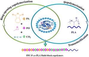 Graphical abstract: Innovative synthesis of PPC-P-co-PLA multi-block copolymers via one-pot copolymerization and transesterification catalysed by alkyl boron and diverse Lewis bases
