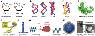 Graphical abstract: Photothermal effect and the corresponding applications of chiral nanomaterials
