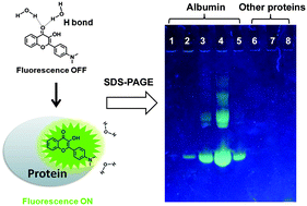 Graphical abstract: A step toward simplified detection of serum albumin on SDS-PAGE using an environment-sensitive flavone sensor
