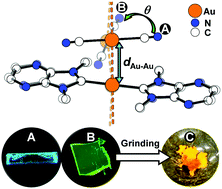 Graphical abstract: Correlating thermochromic and mechanochromic phosphorescence with polymorphs of a complex gold(i) double salt with infinite aurophilicity