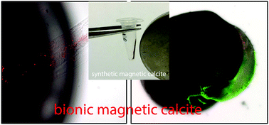 Graphical abstract: Bionic synthesis of a magnetic calcite skeletal structure through living foraminifera