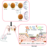 Graphical abstract: Local delivery of naringin in beta-cyclodextrin modified mesoporous bioactive glass promotes bone regeneration: from anti-inflammatory to synergistic osteogenesis and osteoclastogenesis