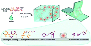 Graphical abstract: Physiologically relevant pH- and temperature-responsive polypeptide hydrogels with adhesive properties