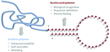 Graphical abstract: Chemical conjugation of nucleic acid aptamers and synthetic polymers