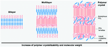 Graphical abstract: Hierarchical ordering and multilayer structure of poly(ε-caprolactone) end-functionalized by a liquid crystalline unit: role of polymer crystallization