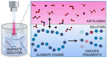 Graphical abstract: Does non-thermal plasma modify biopolymers in solution? A chemical and mechanistic study for alginate