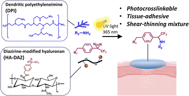 Graphical abstract: Injectable, shear-thinning, photocrosslinkable, and tissue-adhesive hydrogels composed of diazirine-modified hyaluronan and dendritic polyethyleneimine