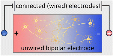 Graphical abstract: Wireless control of nerve growth using bipolar electrodes: a new paradigm in electrostimulation