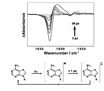 Graphical abstract: Monitoring the effect of ultrafast deactivation of the electronic excited states of DNA bases and polynucleotides following 267 nm laser excitation using picosecond time-resolved infrared spectroscopy