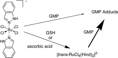 Graphical abstract: Redox behavior of tumor-inhibiting ruthenium(iii) complexes and effects of physiological reductants on their binding to GMP