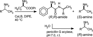 Graphical abstract: A green, fully enzymatic procedure for amine resolution, using a lipase and a penicillin G acylase