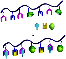 Graphical abstract: Covalent and orthogonal multi-functionalization of terpolymers