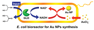 Graphical abstract: Biocatalytic synthesis of gold nanoparticles with cofactor regeneration in recombinant Escherichia colicells