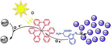 Graphical abstract: Bimolecular proton-coupled electron transfer from tryptophan with water as the proton acceptor