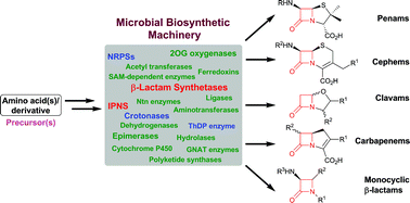 Graphical abstract: The enzymes of β-lactam biosynthesis